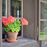 Čo potrebujú muškáty aby boli krásne?