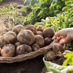 Krok za krokom: Vysádzame zemiaky