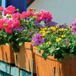 Inšpirácie: Výsadba kvetov na balkón podľa svetových strán