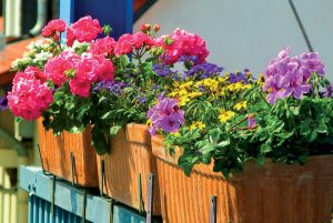 Inšpirácie: Výsadba kvetov na balkón podľa svetových strán