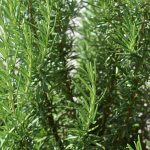 Rozmarín bez rozmarov