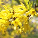 Ako sa postarať o zlatovku a ako si ju namnožiť