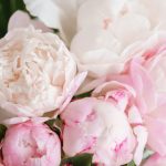 Pivonky, šperky našich záhrad