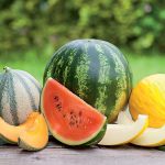 Toto potrebujú melóny, aby vám krásne zarodili