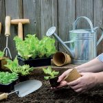 Ako pestovať rôzne druhy šalátov