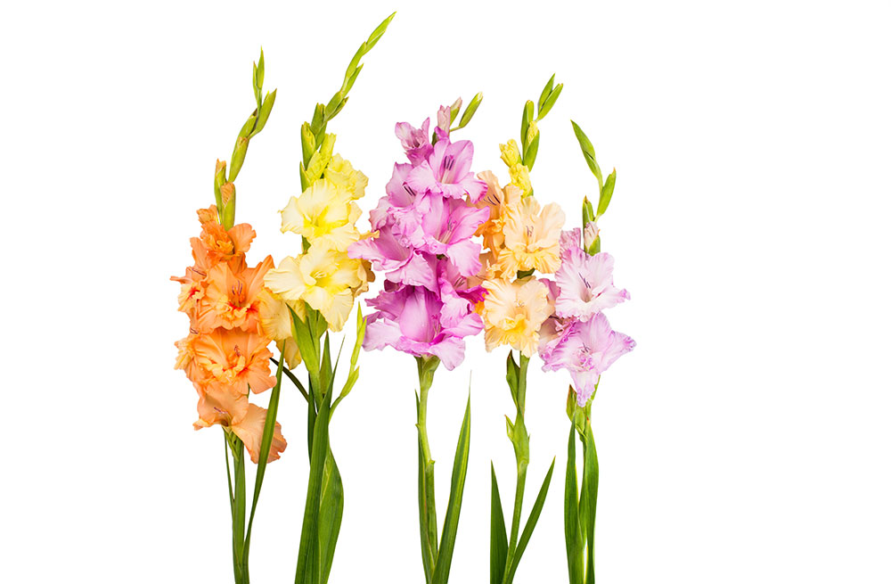 shutterstock_262312967