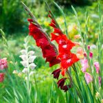11 krokov ku krásne zakvitnutým gladiolám