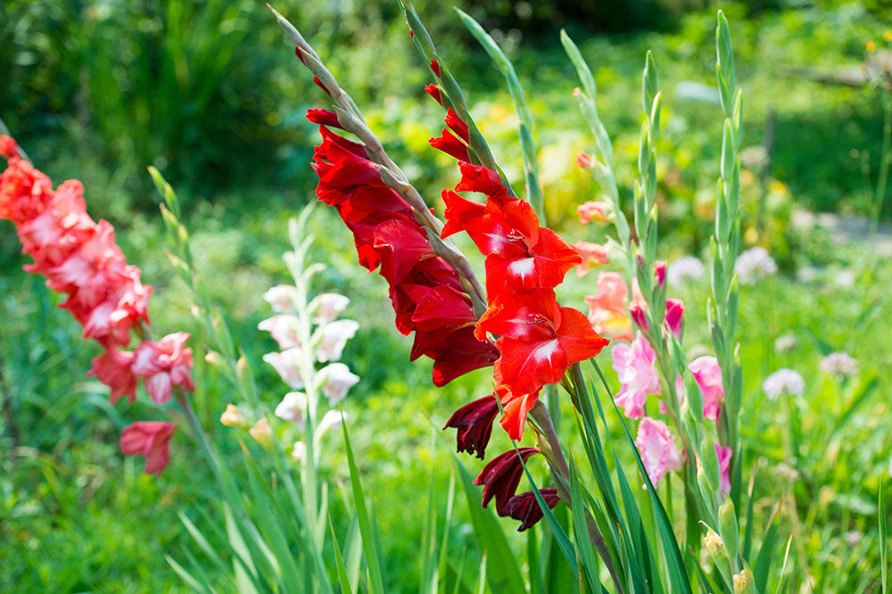 11 krokov ku krásne zakvitnutým gladiolám
