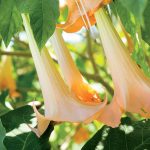 Vypestujme si atraktívne durmany