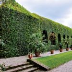 Hrab ako živý plot: Rýchlo rastie a ľahko sa tvaruje