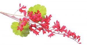 Heuchera