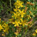 Bláznivé počasie! Stihnite ľubovník v plnej sile