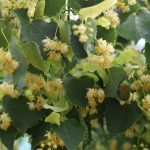 4 spôsoby, ako využiť lipu