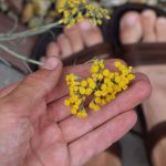 3 dôvody prečo uviť z karí veniec