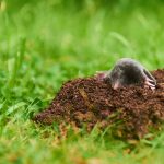 Spoznaj svojho (ne)priateľa: Krtko