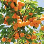 Ako predísť glejotoku a mŕtvici stromov