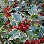 Cezmína - drevina, ktorá vás ochráni