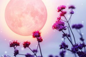 Lunárny kalendár pre záhradu a domácnosť - júl 2018