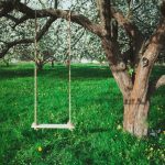 10 dôvodov, prečo si zasadiť strom