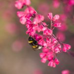 Kvety leta, ktoré nemôžete prehliadnuť