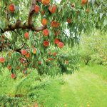 Vyberáme ovocie do stredne veľkých záhrad