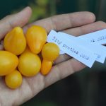 Najjednoduchší recept na veľa žltých rajčín