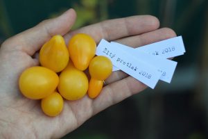 Najjednoduchší recept na veľa žltých rajčín