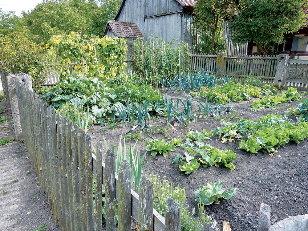 Sezóna zberu zeleniny je tu