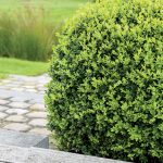 Ako ochrániť krušpán pred škodcami