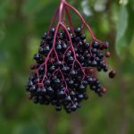 Liečivý džem z jedovatých bobúľ? Budete sa zalizovať!