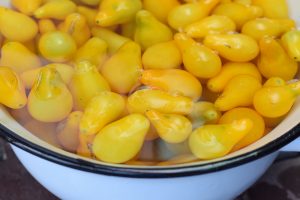 Najjednoduchší recept na veľa žltých rajčín