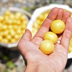 Ovocie, ktoré si zamilujete, no v obchodoch ho nehľadajte