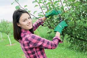 Ako správne urobiť letný rez ovocných stromov