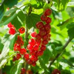 Vysádzajte kedykoľvek: Kontajnerové ríbezle nemusia čakať na jar či jeseň