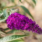 Vyberte si do záhrady tie najkrajšie kvety leta