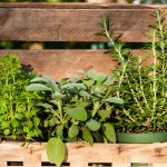 Ako pestovať bylinky v malej záhrade