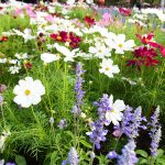 10 najkrajších trvaliek zaručí pestrosť na záhone