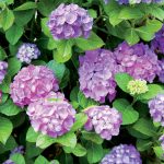 6 druhov hortenzií, ktoré vám budú susedia závidieť