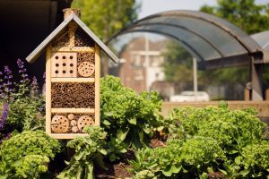 Prečo do záhrady umiestniť domček pre hmyz
