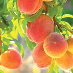 Predstavujeme vám odrody, ktoré sú síce momentálne menej známe, no nič im nebráni, aby sa čoskoro zaradili k tým najpopulárnejším.