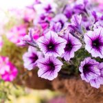 Postarajte sa takto o balkónovky a budete sa z nich tešiť až do mrazov