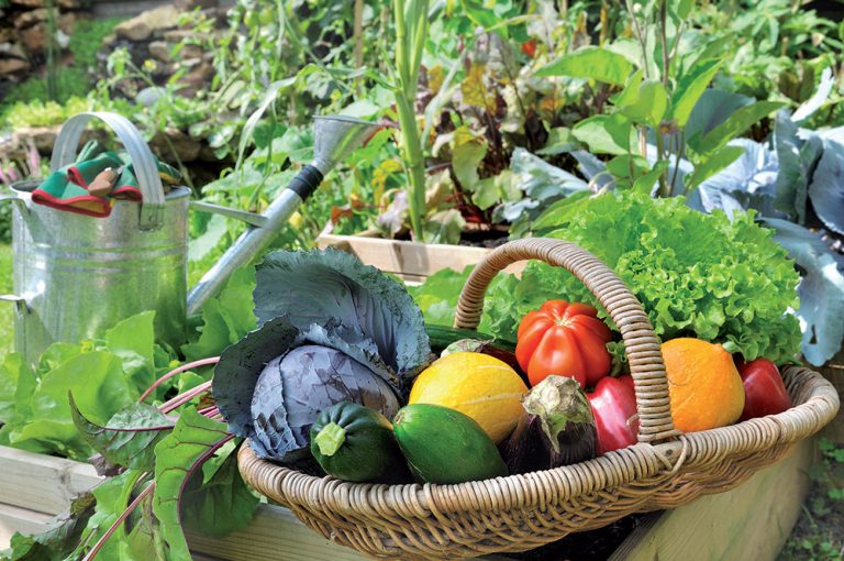 Ako predĺžiť sezónu na zber zeleniny