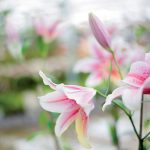 Spoznajte jednoduchý spôsob, ako získať krásne ľalie