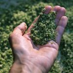 Objavte zelenú soľ. Má bohatšie zloženie ako himalájska!