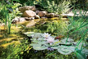 Inšpiratívna návšteva: Záhrada s prírodným jazierkom