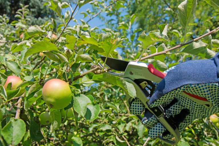 Ako správne urobiť letný rez ovocných stromov