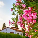 5 rastlín pre domácu dovolenkovú atmosféru