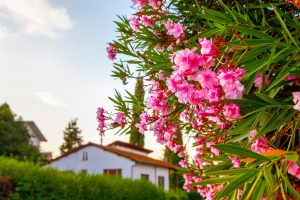 5 rastlín pre domácu dovolenkovú atmosféru