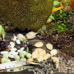 Nekupujte každý rok nové! Zoberte si osivo z vlastnej záhrady