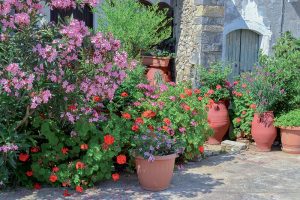 5 rastlín pre domácu dovolenkovú atmosféru